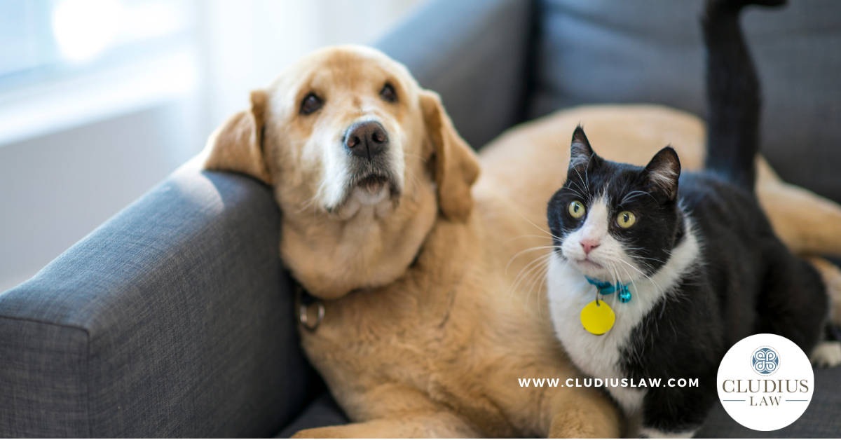 A Texas Mail Carrier’s Act of Love Shows Why Your Pets Need a Plan Too - Personal Family Lawyer New Braunfels